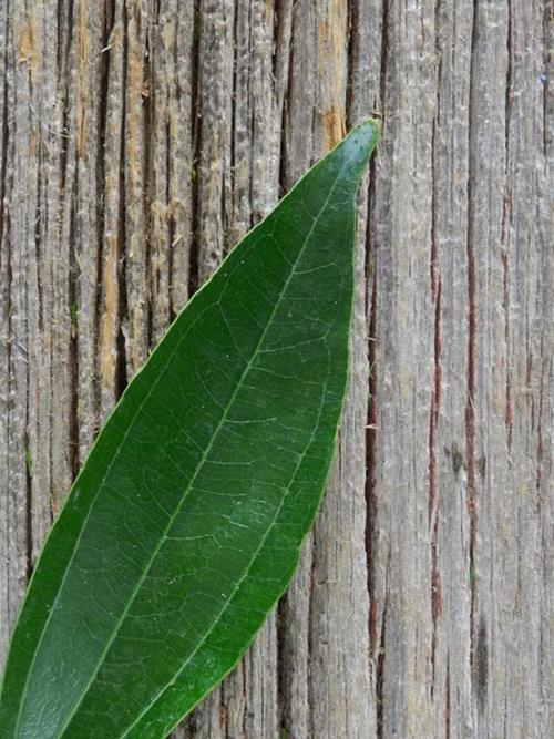 COCCULUS   GREENS